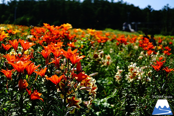 北海道最大級、213万輪のゆりの花！『オーンズ春香山ゆり園』